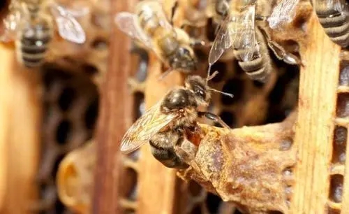 工蜂產(chǎn)卵后還能急造王臺嗎(工蜂產(chǎn)卵也會(huì)有王臺嗎) 工蜂產(chǎn)卵后還能急造王臺嗎(工蜂產(chǎn)卵也會(huì)有王臺嗎)