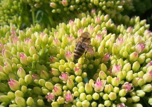花期最長的蜜源植物有哪些?(帶你看什么花分泌花蜜多) 花期最長的蜜源植物有哪些?(帶你看什么花分泌花蜜多)