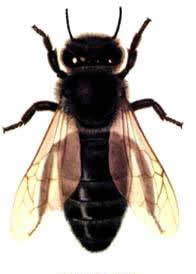 歐洲黑蜂 歐洲黑蜂