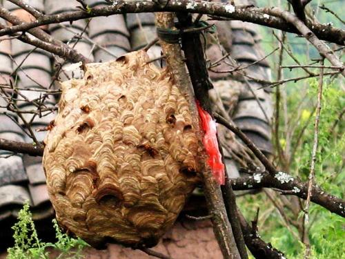 土甲蜂屬于什么蜂(土甲蜂的科目) 土甲蜂屬于什么蜂(土甲蜂的科目)