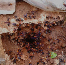 土甲蜂屬于什么蜂(土甲蜂的科目) 土甲蜂屬于什么蜂(土甲蜂的科目)