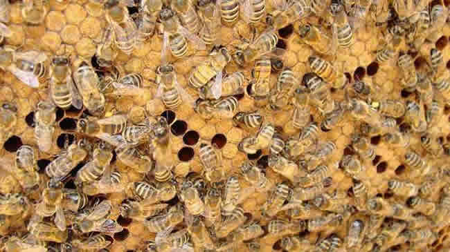 養蜂人怎么調節蜂脾關系? 怎么調節蜂脾關系