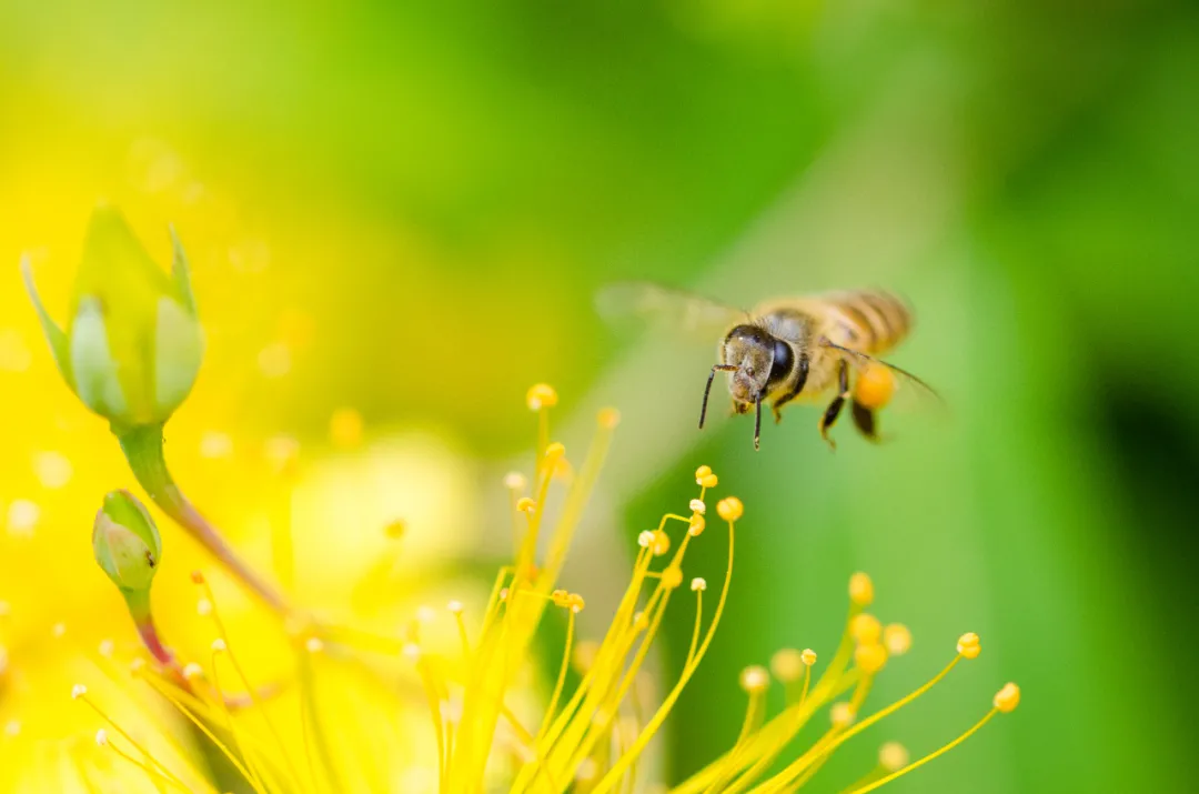 強(qiáng)群多箱體成熟蜂蜜生產(chǎn)技術(shù)(強(qiáng)群多箱體成熟蜂蜜生產(chǎn)技術(shù)了解一下吧) 強(qiáng)群多箱體成熟蜂蜜生產(chǎn)技術(shù)(強(qiáng)群多箱體成熟蜂蜜生產(chǎn)技術(shù)了解一下吧)