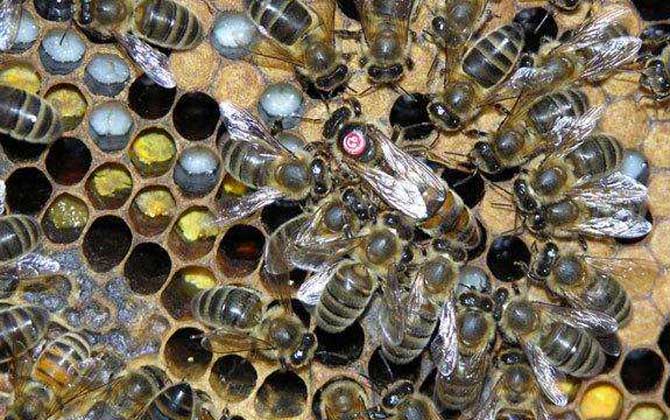 高加索蜜蜂與東北黑蜂的區(qū)別(淺析高加索蜜蜂與東北黑蜂的優(yōu)缺點(diǎn)) 高加索蜜蜂與東北黑蜂的區(qū)別(淺析高加索蜜蜂與東北黑蜂的優(yōu)缺點(diǎn))