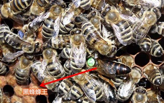 高加索蜜蜂與東北黑蜂的區(qū)別(淺析高加索蜜蜂與東北黑蜂的優(yōu)缺點(diǎn)) 高加索蜜蜂與東北黑蜂的區(qū)別(淺析高加索蜜蜂與東北黑蜂的優(yōu)缺點(diǎn))