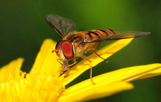 松丹一號和喀爾巴阡蜂黑環(huán)系能混養(yǎng)嗎(喀(阡)黑環(huán)系、松丹12號雙交種蜂及其管理要點) 松丹一號和喀爾巴阡蜂黑環(huán)系能混養(yǎng)嗎(喀(阡)黑環(huán)系、松丹12號雙交種蜂及其管理要點)