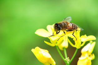 松丹一號和喀爾巴阡蜂黑環(huán)系能混養(yǎng)嗎(喀(阡)黑環(huán)系、松丹12號雙交種蜂及其管理要點) 松丹一號和喀爾巴阡蜂黑環(huán)系能混養(yǎng)嗎(喀(阡)黑環(huán)系、松丹12號雙交種蜂及其管理要點)