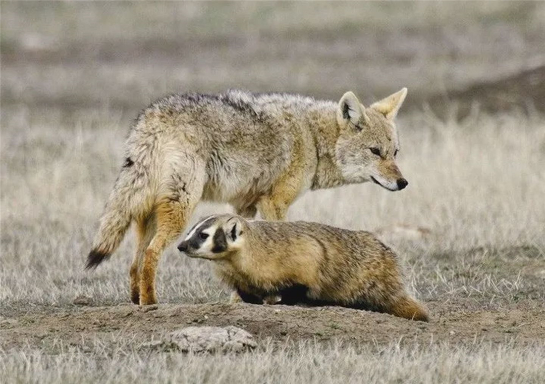 “狽”的原型不是豺,更不是狼獾,為何是狼群中的殘疾狼 長(zhǎng)白山多次出現(xiàn)“狽”,最早記載于西漢,奔跑時(shí)前腿搭在狼身上