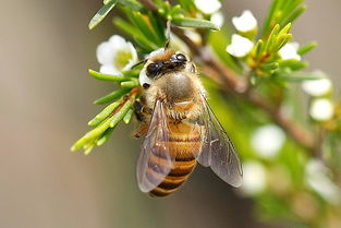 黃蜂吃什么東西作為食物（黃蜂吃什么）