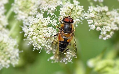 固定蜂場養中蜂好還是意蜂好(蜜蜂養殖,是固定養蜂好) 固定蜂場養中蜂好還是意蜂好(蜜蜂養殖,是固定養蜂好)