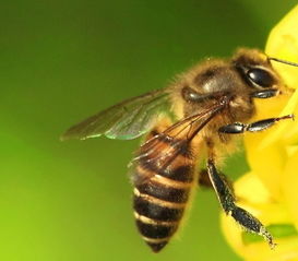 剛收的蜜蜂為什么打架 剛收的蜜蜂為什么打架