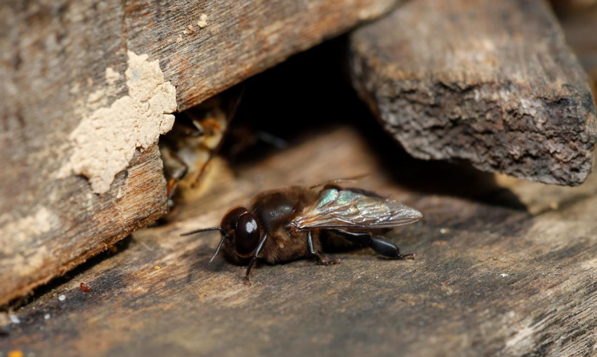 有王臺沒有雄蜂怎么辦(有王臺了什么時候分蜂) 有王臺沒有雄蜂怎么辦(有王臺了什么時候分蜂)