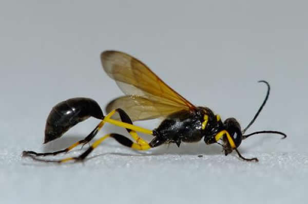 節腹泥蜂(節腹泥峰吃什么) 節腹泥蜂(節腹泥峰吃什么)