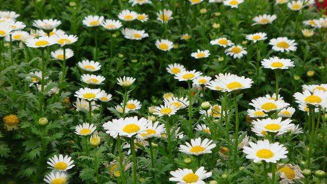 野菊花的流蜜條件與時間(野菊花的流蜜條件和開花時間及蜂蜜產(chǎn)量) 野菊花的流蜜條件與時間(野菊花的流蜜條件和開花時間及蜂蜜產(chǎn)量)