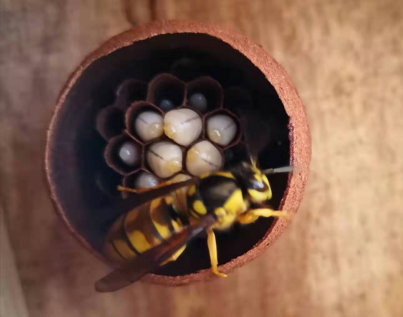 馬蜂人工飼養(yǎng)技術(shù)(馬蜂的養(yǎng)殖方法) 馬蜂人工飼養(yǎng)技術(shù)(馬蜂的養(yǎng)殖方法)