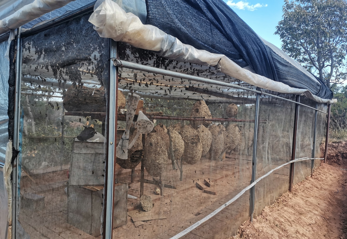 馬蜂人工飼養(yǎng)技術(shù)(馬蜂的養(yǎng)殖方法) 馬蜂人工飼養(yǎng)技術(shù)(馬蜂的養(yǎng)殖方法)