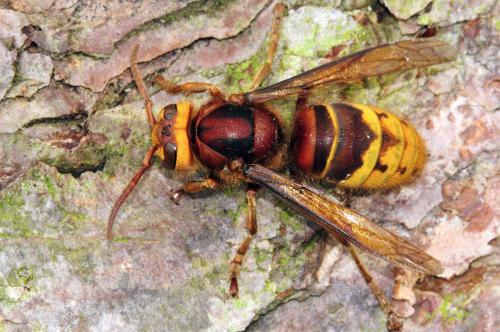 馬蜂人工飼養(yǎng)技術(shù)(馬蜂的養(yǎng)殖方法) 馬蜂人工飼養(yǎng)技術(shù)(馬蜂的養(yǎng)殖方法)
