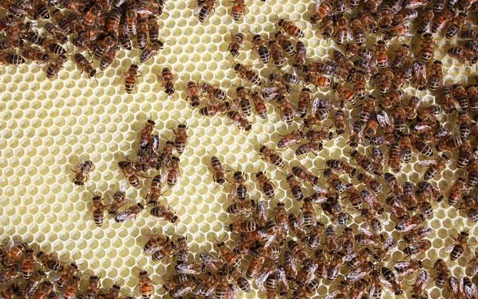 一只蜜蜂怎么養活(單獨養一只蜜蜂怎么養) 一只蜜蜂怎么養活(單獨養一只蜜蜂怎么養)