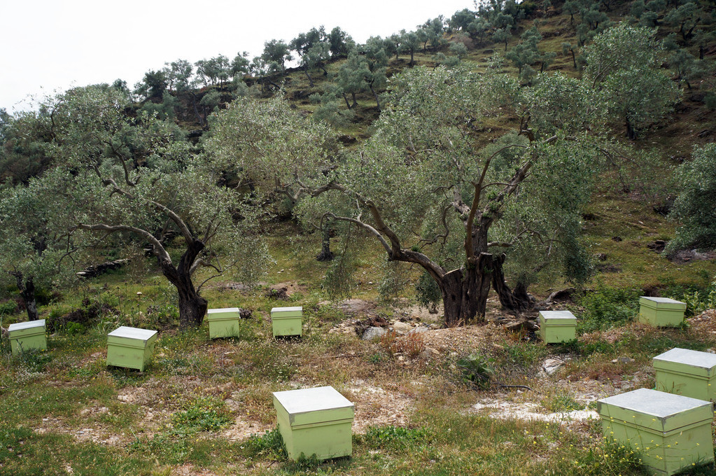 如何定地養殖蜜蜂（定地養蜂場地與模式選擇）