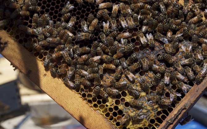 中蜂王冬天在幾度停止產卵(中蜂冬季什么時候斷籽) 中蜂王冬天在幾度停止產卵(中蜂冬季什么時候斷籽)