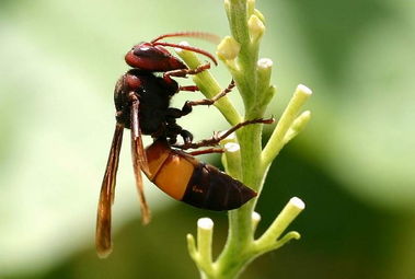 黃蜂是益蟲還是害蟲(黃蜂對(duì)農(nóng)業(yè)生產(chǎn)有益還是有害) 黃蜂是益蟲還是害蟲(黃蜂對(duì)農(nóng)業(yè)生產(chǎn)有益還是有害)