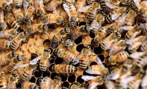 中蜂合群的最佳方法(中蜂簡單安全易接受不會圍王的合群方法) 中蜂合群的最佳方法(中蜂簡單安全易接受不會圍王的合群方法)