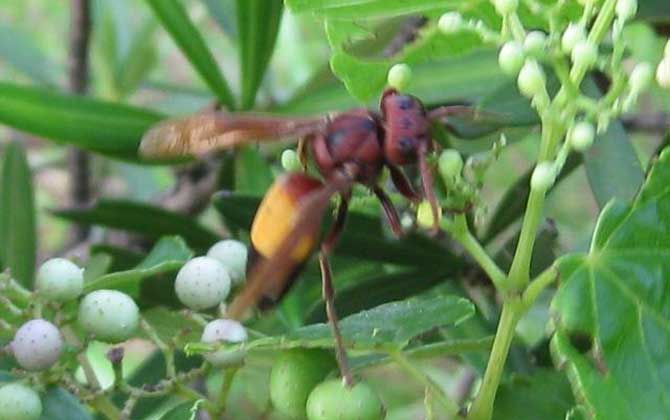 黃腰虎頭蜂有毒嗎(黃腰虎頭蜂蟄了會(huì)怎樣?) 黃腰虎頭蜂有毒嗎(黃腰虎頭蜂蟄了會(huì)怎樣?)