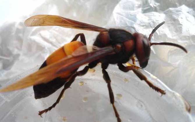 黃腰虎頭蜂有毒嗎(黃腰虎頭蜂蟄了會(huì)怎樣?) 黃腰虎頭蜂有毒嗎(黃腰虎頭蜂蟄了會(huì)怎樣?)