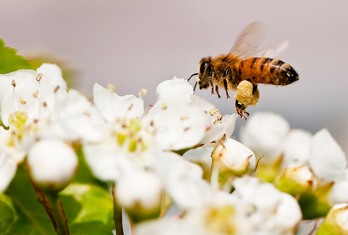 蜜蜂最怕什么? 蜜蜂最怕什么?