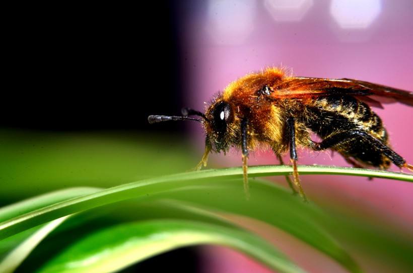 【蜜蜂知識】蜜蜂為什么不會迷路? 【蜜蜂知識】蜜蜂為什么不會迷路?