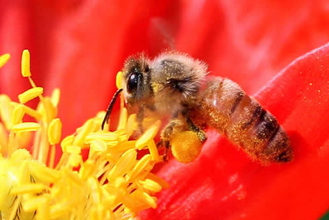 一只蜜蜂壽命是多久? 一只蜜蜂壽命是多久