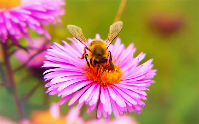 一只蜜蜂壽命是多久? 一只蜜蜂壽命是多久