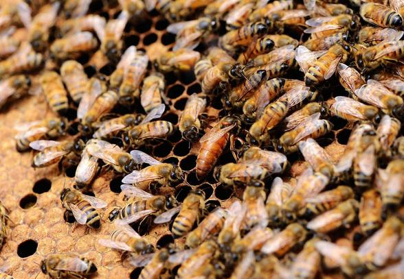 失王后幾天放入新王合適(失王多久可以介王) 失王后幾天放入新王合適(失王多久可以介王)