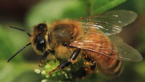 【蜜蜂知識】東北黑蜂的盜性強嗎? 東北黑蜂