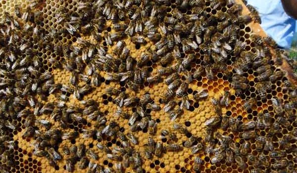 【蜜蜂知識】東北黑蜂的盜性強嗎? 東北黑蜂