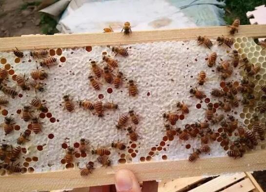 搖蜜和割蜜有什么區別(什么是搖蜜) 搖蜜和割蜜有什么區別(什么是搖蜜)