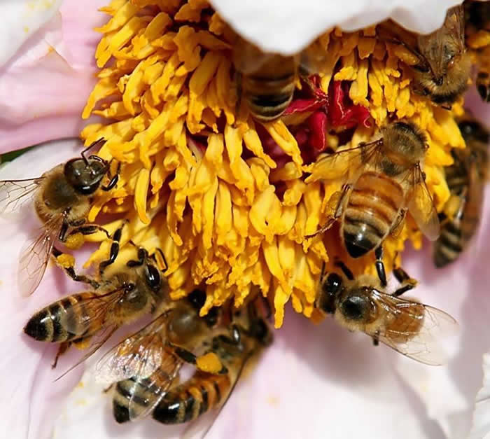 中蜂什么時候開始秋繁？