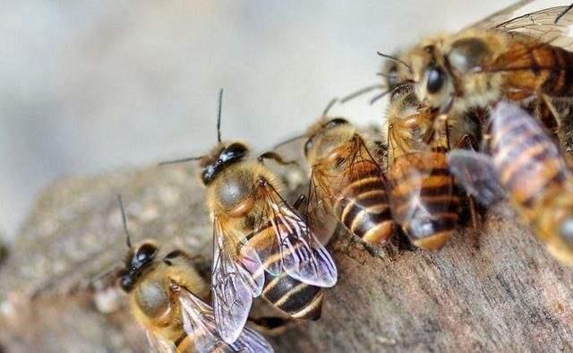 產(chǎn)卵的工蜂還會出去采集嗎(工產(chǎn)后的蜂群還會采集花粉嗎) 產(chǎn)卵的工蜂還會出去采集嗎(工產(chǎn)后的蜂群還會采集花粉嗎)