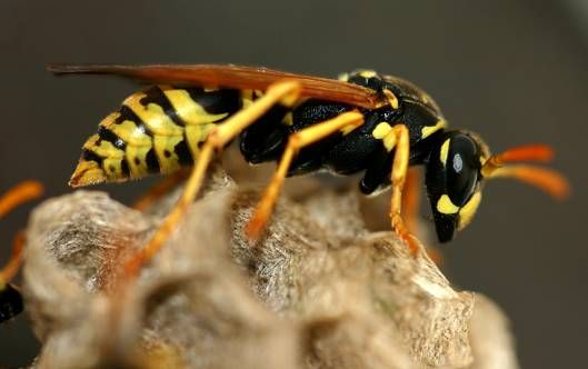 被馬蜂蟄了有潛伏期嗎？會不會有后遺癥？