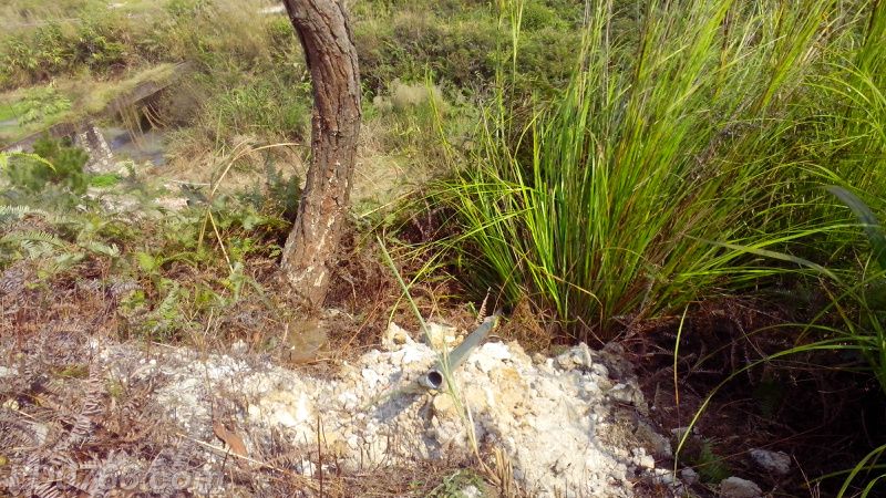 養多少蜜蜂可以辦合作社(養多少窩蜜蜂可以拿到國家補助) 養多少蜜蜂可以辦合作社(養多少窩蜜蜂可以拿到國家補助)