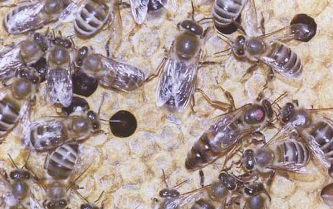 黑蜂吃什么食物 黑蜂吃什么食物