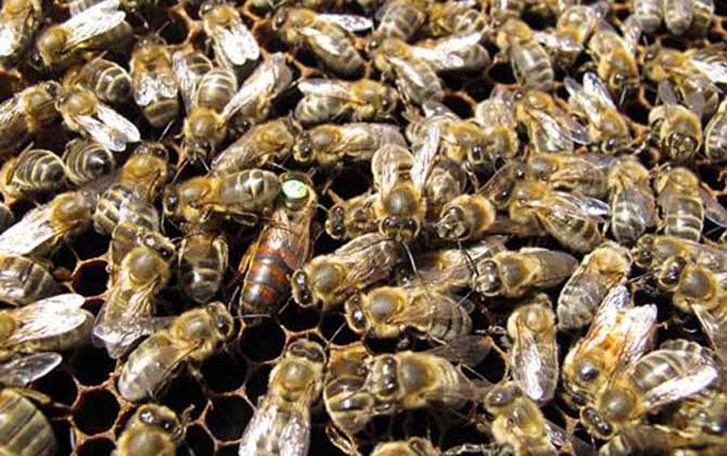 黑蜂吃什么食物 黑蜂吃什么食物