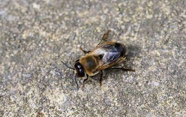 雄蜂的壽命有多長時間? 雄蜂的壽命多長時間