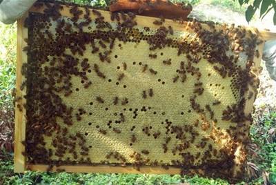 中蜂雙王群 中蜂雙王群