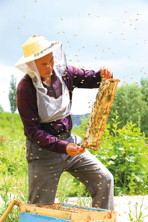 養(yǎng)蜂要辦營業(yè)執(zhí)照嗎(養(yǎng)蜂營業(yè)執(zhí)照辦理手續(xù)) 養(yǎng)蜂要辦營業(yè)執(zhí)照嗎(養(yǎng)蜂營業(yè)執(zhí)照辦理手續(xù))