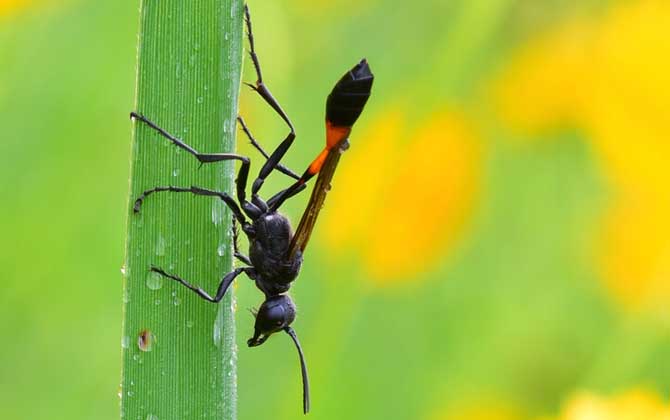 細腰蜂是蜜蜂嗎 細腰蜂是蜜蜂嗎