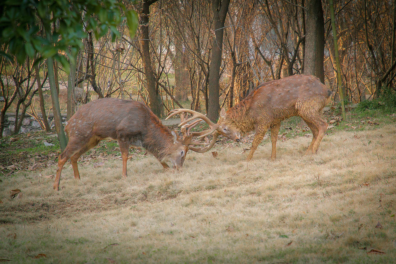 貓交配時為啥會撕心裂肺地嚎叫 貓在發情期時,為什么會發出嚎叫聲?