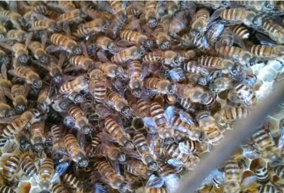 養蜜蜂怎么防止螞蟻(蜂箱怎么防螞蟻最有效的方法) 養蜜蜂怎么防止螞蟻(蜂箱怎么防螞蟻最有效的方法)