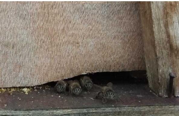 養蜜蜂怎么防止螞蟻(蜂箱怎么防螞蟻最有效的方法) 養蜜蜂怎么防止螞蟻(蜂箱怎么防螞蟻最有效的方法)