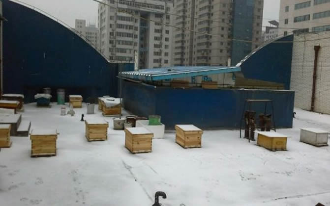 陽(yáng)臺(tái)養(yǎng)蜂 陽(yáng)臺(tái)養(yǎng)蜂